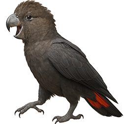 Glossy Black Cockatoo